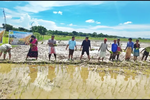 'Ankurita Asom' launched to conserve Assam's indigenous rice varieties