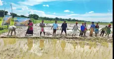'Ankurita Asom' launched to conserve Assam's indigenous rice varieties