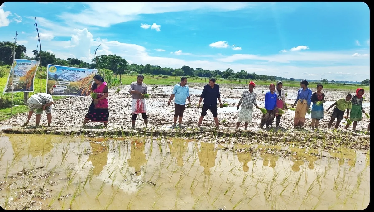 'Ankurita Asom' launched to conserve Assam's indigenous rice varieties