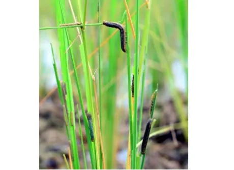 Post-flood paddy fields in Nazira hit by pest attack, farmers seek urgent help
