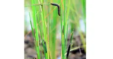 Post-flood paddy fields in Nazira hit by pest attack, farmers seek urgent help