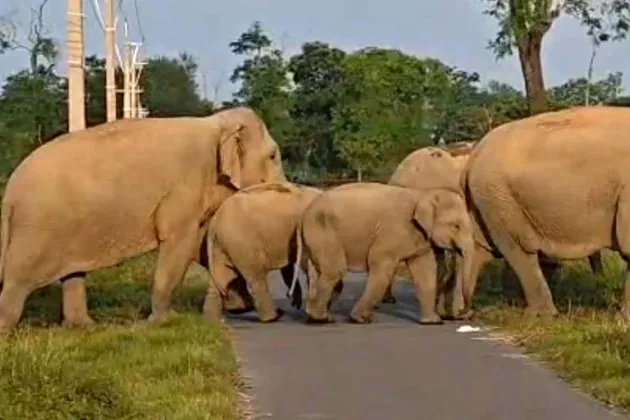 Restoring Forest Food Sources to Address Goalpara’s Human-Elephant Conflict