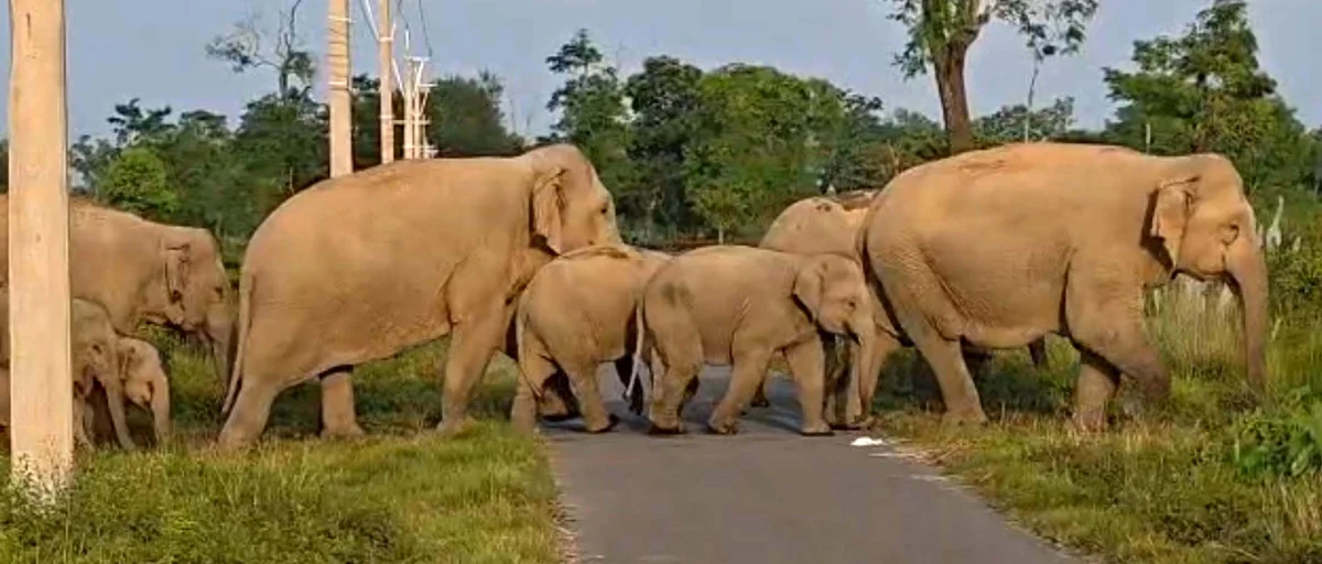 Restoring Forest Food Sources to Address Goalpara’s Human-Elephant Conflict