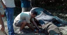 Indian Rhino Vision 2020 misfires: another trans-located rhino dies
