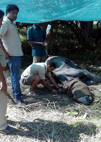 Indian Rhino Vision 2020 misfires: another trans-located rhino dies