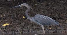 Shrinking habitat push magnificient bird to the edge 