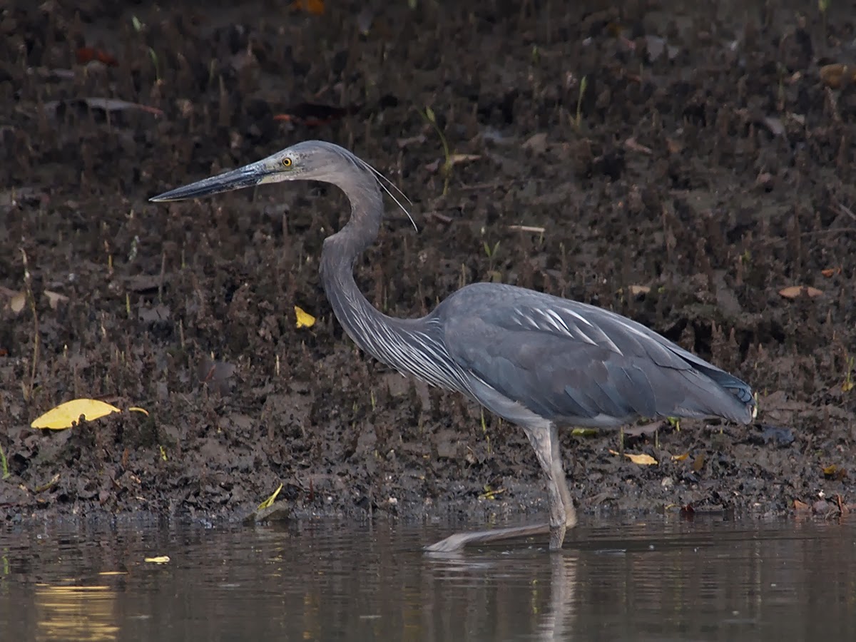 Shrinking habitat push magnificient bird to the edge 