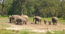 Wildlife could drop two-thirds by 2020: WWF