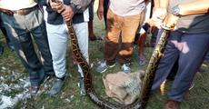 Python rescued