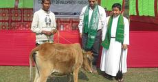 Livestock distributed