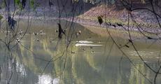 Of Rare Birds and Vanishing Wetlands