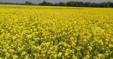Mustard cultivation gets boost in Udalguri