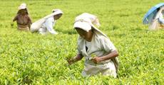 First monsoon rainfall revives tea gardens