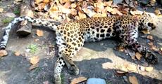 Leopard killed in Udalguri