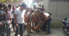Rescued deer released
