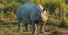 NGO slams Kaziranga propaganda