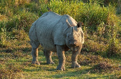 NGO slams Kaziranga propaganda