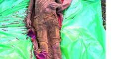 Trafficker kills widow in Udalguri 