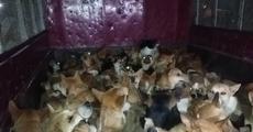 Truckload of dogs rescued in Samaguri