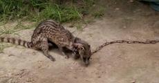 Injured leopard cat rescued in Dolonghat