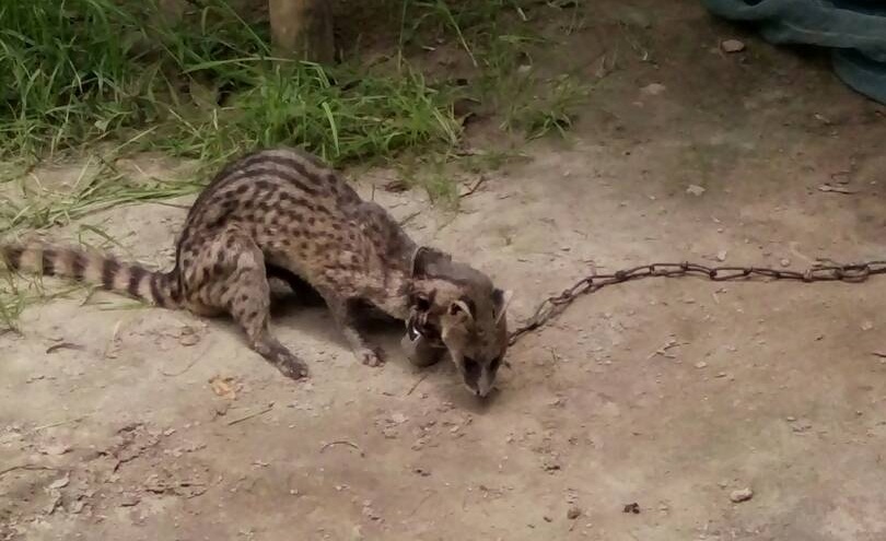 Injured leopard cat rescued in Dolonghat