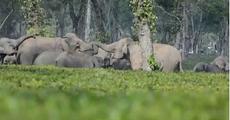 Unabated Man-elephant conflict in Udalguri