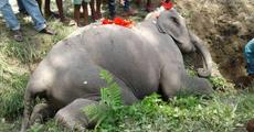 Wild jumbo found dead
