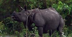 A rhino at the flooded Pobitora Wild Life Sanctuary