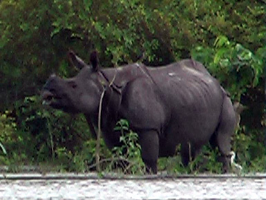 A rhino at the flooded Pobitora Wild Life Sanctuary