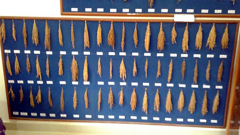Assam farmer organization sows seeds of change