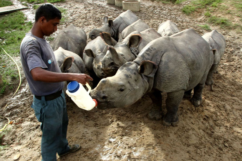 Growing Wild: the rescued rhino calves 