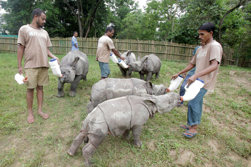 Growing Wild: the rescued rhino calves 