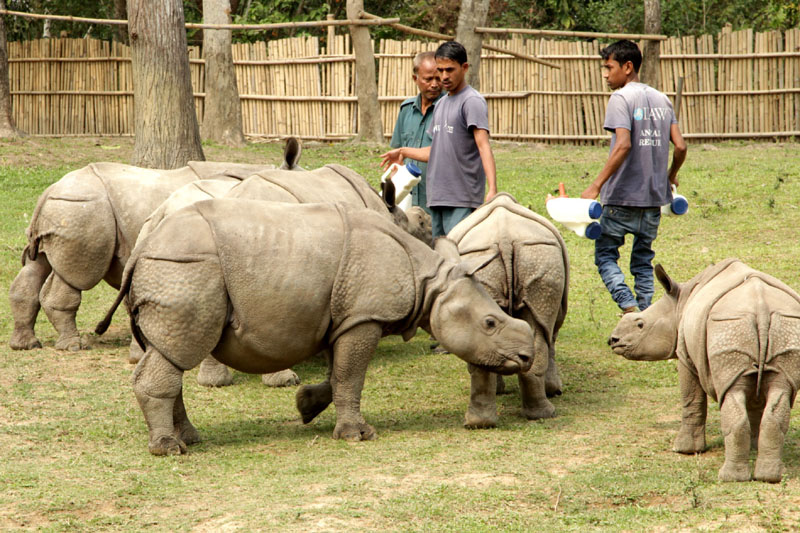 Growing Wild: the rescued rhino calves 