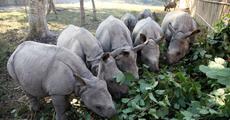 Growing Wild: the rescued rhino calves 