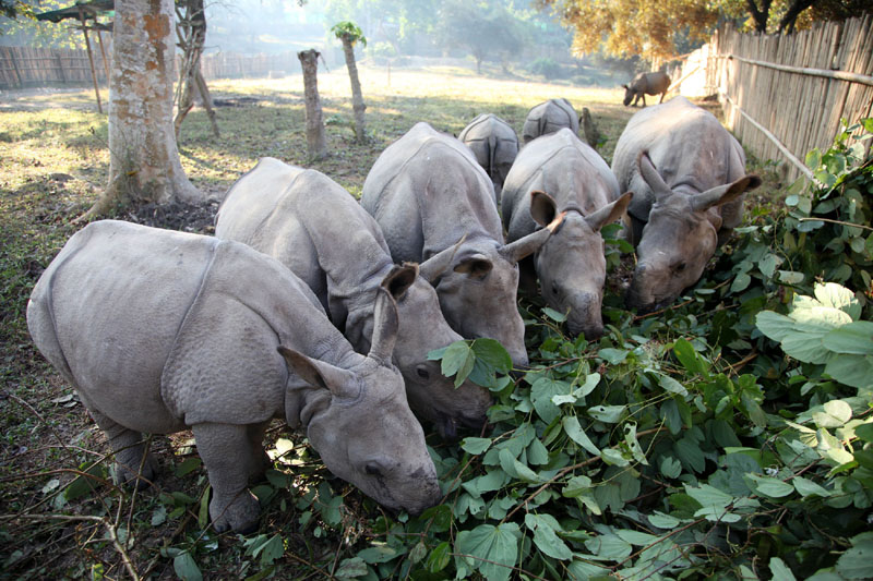 Growing Wild: the rescued rhino calves 