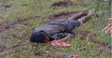 Elephant terror in Udalguri