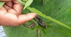 Army worms wreaking havoc in Kojrajhar