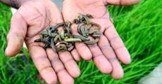 Agri officials asked to take steps to combat army worms
