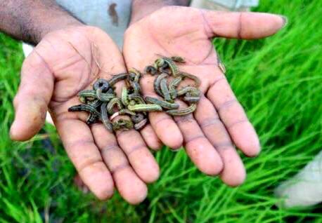 Agri officials asked to take steps to combat army worms