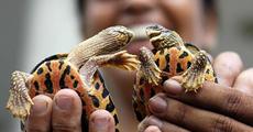 Dwarf tortoises rescued