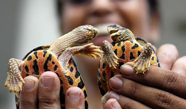 Dwarf tortoises rescued