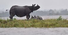 Conservation compromised for tourism in Kaziranga