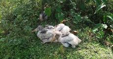 Young greater adjutant storks rescued