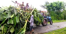 Diwali used banana trees offered to wild elephants