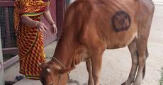 Gopashtami Celebrated in Hojai