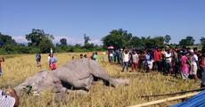 Injured elephant battling with death