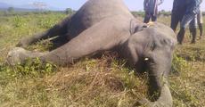 Wild elephant dead of food poisoning