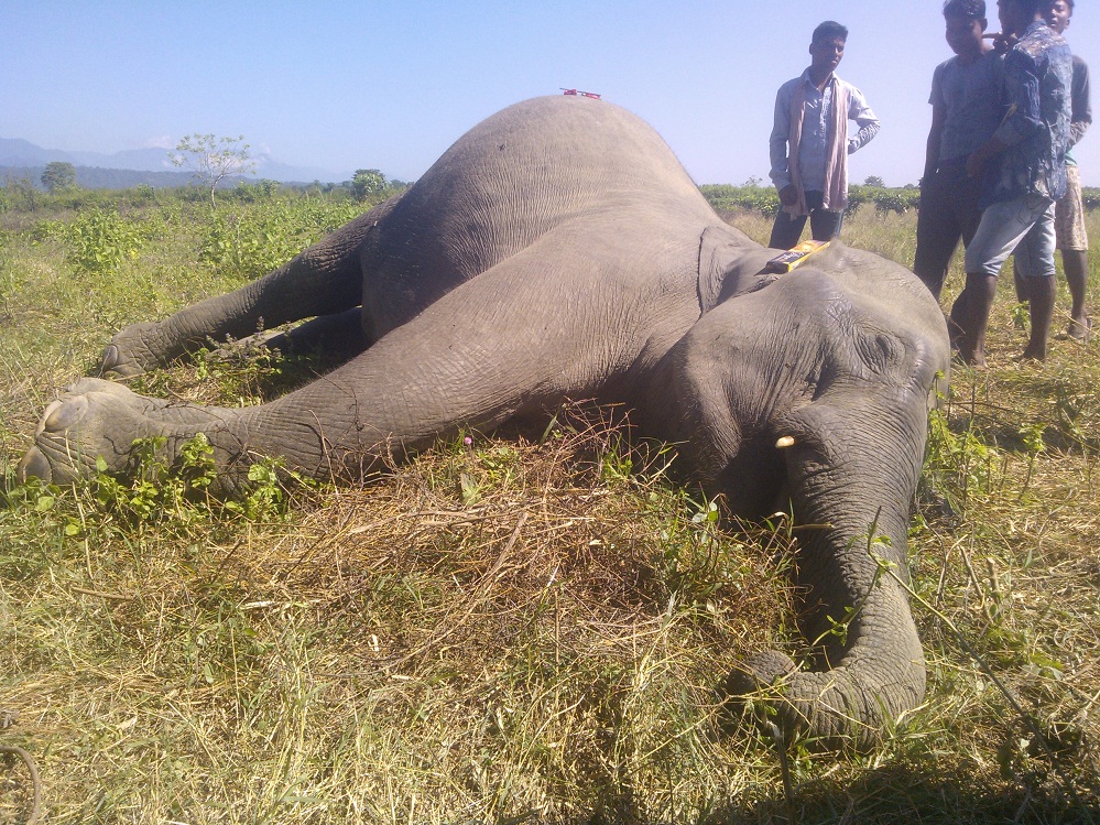 Wild elephant dead of food poisoning
