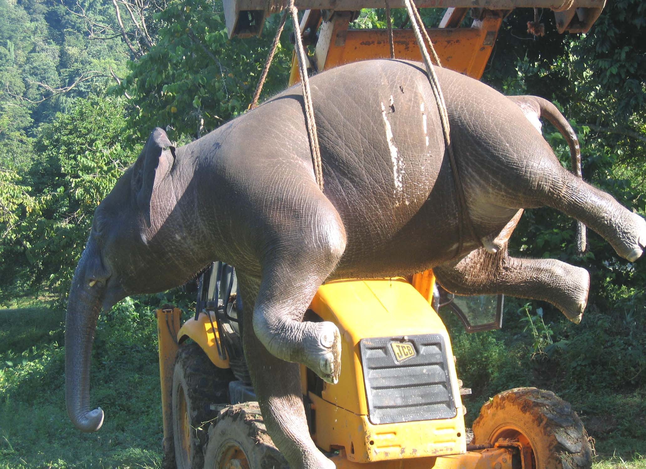 Unfortunate death of a baby elephant at Narangi Army depot