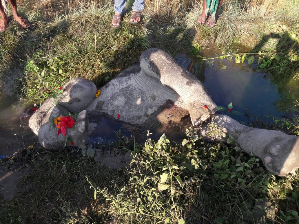 Baby Elephant found dead in Udalguri  